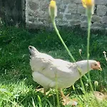 Poneys 40min Mt St Michel 30min Draps Serviettes Baie Normandie Vakantiehuis