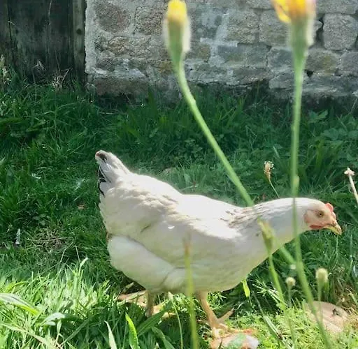 Vue Poneys, 40min Mt St Michel 30min Draps Serviettes Baie Normandie Holiday home